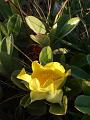 Yellow flower, Red Rock IMGP8632
